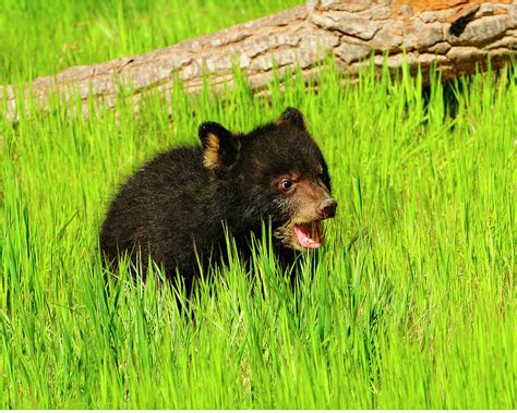 Black Bear Cub Photograph by Dennis Hammer - Pixels