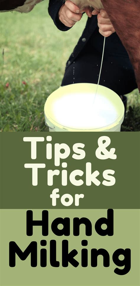 Tips for Hand Milking a Cow