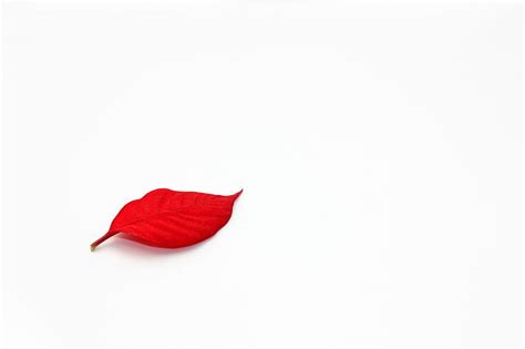 HD wallpaper: leaves, red, white, white background, minimalism, simple background | Wallpaper Flare