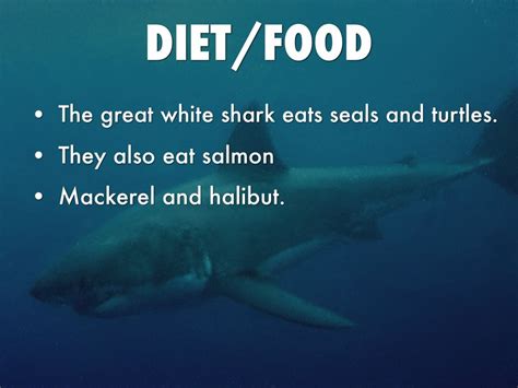 Greta white ssark facts about diet. They love salad...just kidding. | Shark t shirt, Mens ...