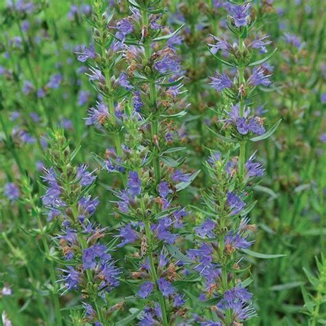 Hyssop - The Recipe Website