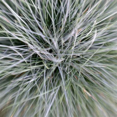 Blue fescue - care, pruning for Festuca glauca, best mulch