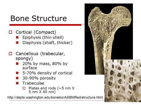 Cancellous Vs Cortical Bone