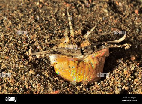 Bobbit worm (Eunice aphroditois) half out burrow, Sulu Sea, Philippines ...