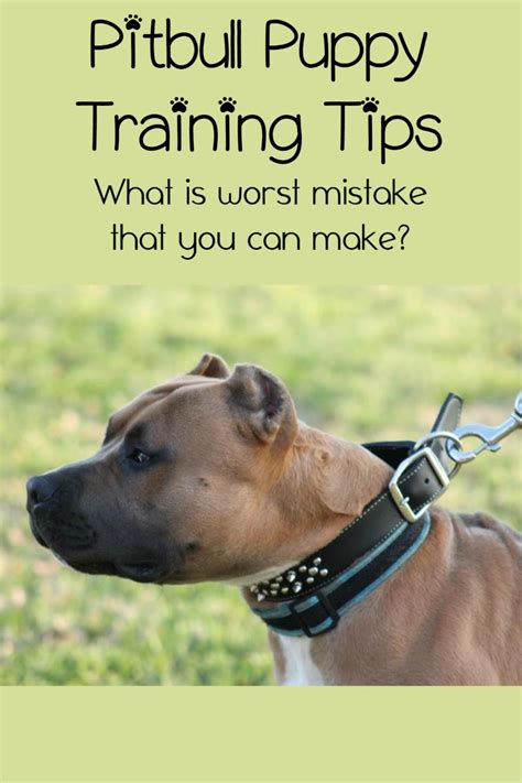 Pitbull Puppy Training Tips - The Biggest Mistake Owners Make - DogVills