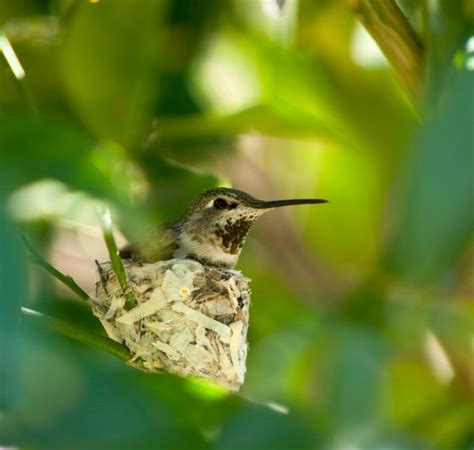 Identifying a Hummingbird Nest | ThriftyFun