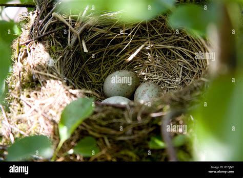 Thrush eggs nest hi-res stock photography and images - Alamy