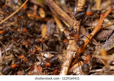 144 Ants Their Habitat Images, Stock Photos & Vectors | Shutterstock