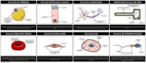 Spezialisierte Zellen Storyboard Von De Examples - Riset