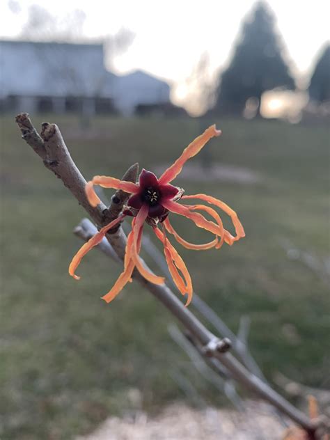 Just planted this witch hazel last fall. Excited to see something BLOOMING MID-JANUARY! Oh ...