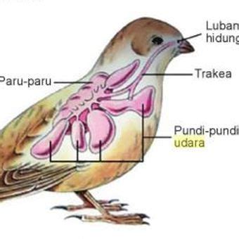 Sistem dan Alat Pernapasan Hewan Halaman all - Kompas.com