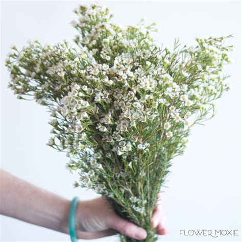 White Wax Flower | DIY Wedding Flowers | Flower Moxie