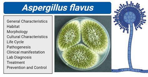 Aspergillus flavus- An Overview