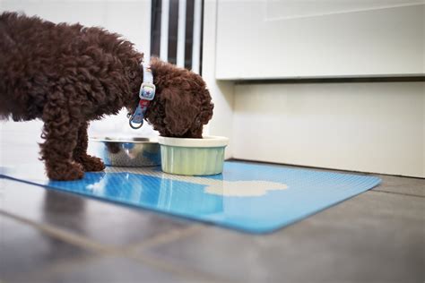 The 9 Best Dog Food Mats (and Two You Should Completely Avoid)