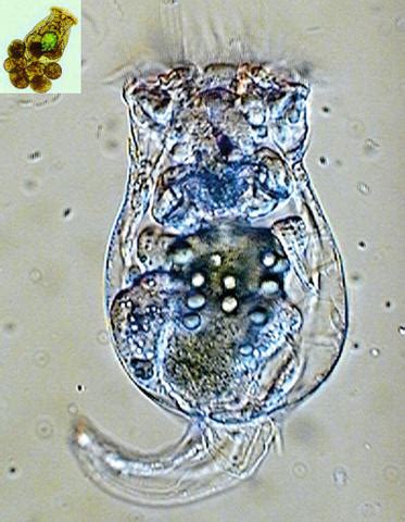 Patterns of speciation in the rotifer species complex, Brachionus plicatilis (Past) | Center for ...