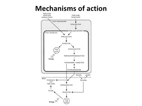 Ketogenic Diet