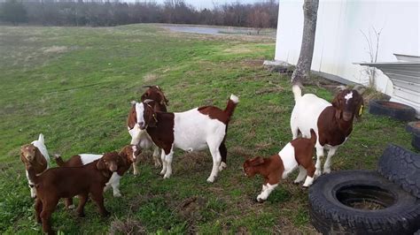 ABGA 100% Registered Boer Goats - These will be for sale local pickup (East of Dallas, TX) - YouTube