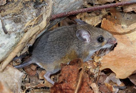 White-footed Mouse (Ontario Mammals) · iNaturalist