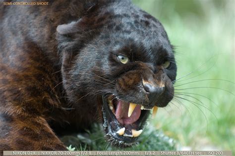 Image - PLWLT-Part-II-Photo-06-Snarling-Black-Panther-Semi-Controlled ...