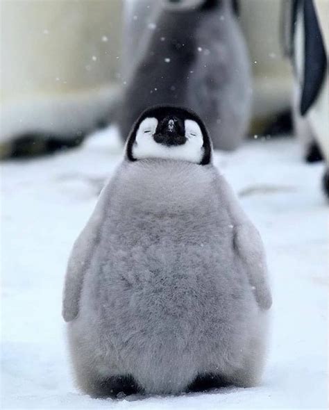 Living Destinations auf Instagram: „Caption this nice pic 🐧 We will ...