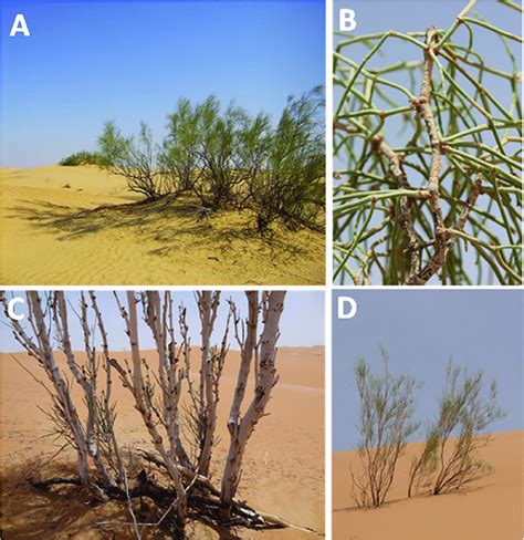 Calligonum comosum plant grows in the arid desert of UAE at (A and B)... | Download Scientific ...