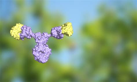 The power of IgE antibodies in creating novel therapeutics - Drug Discovery World (DDW)