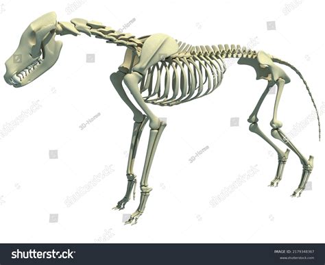 Wolf Front View Anatomy