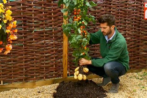 TomTato plant grows both tomatoes and potatoes