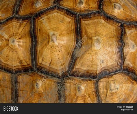 Tortoise Shell Pattern Image & Photo (Free Trial) | Bigstock