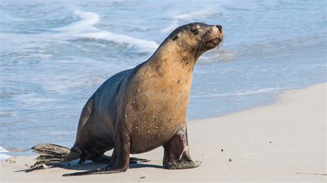 Fact File: Australian fur seal (Arctocephalus pusillus doriferus ...