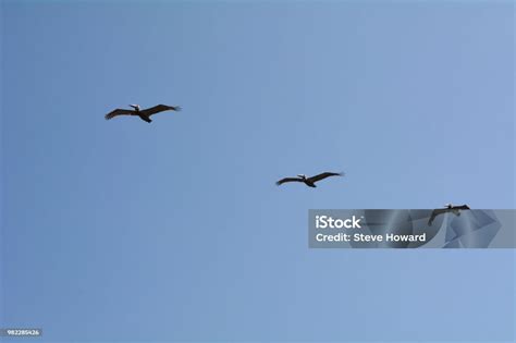 White Pelican Migration Stock Photo - Download Image Now - Animal ...