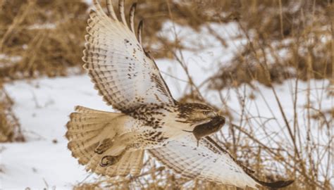 Predators of Hawks- What Animals Are Hawks Afraid Of? - Bird Sphere