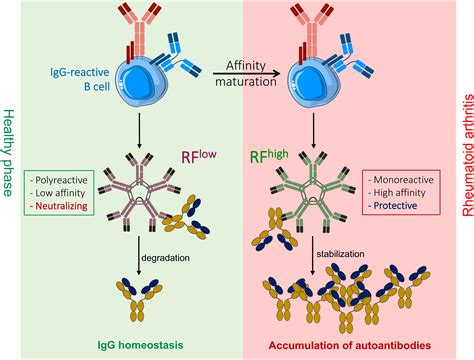 Frontiers | Rheumatoid factor IgM autoantibodies control IgG homeostasis