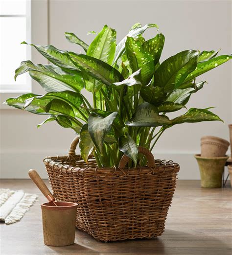 23 of the Easiest Houseplants You Can Grow