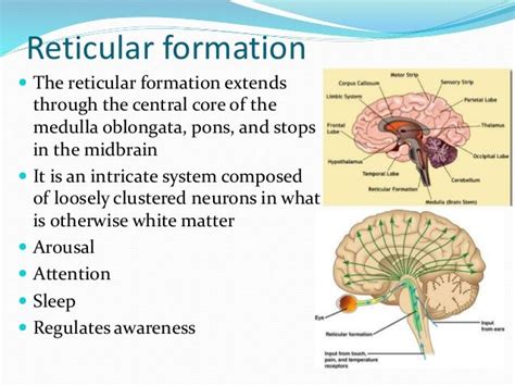 Reticular formation The reticular formation extends through the central core of the medulla ...