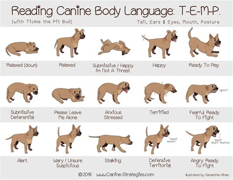 Understanding Your Dog’s Body Language