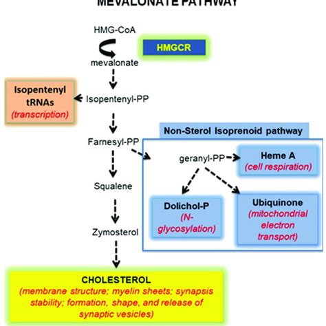 A schematic illustration of the mevalonate pathway. | Download Scientific Diagram