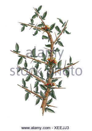 Myrrh tree. Leaves and resin. Commiphora myrrha. Vector illustration Stock Vector Art ...