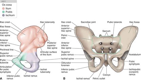 The Sacroiliac Joint | Musculoskeletal Key