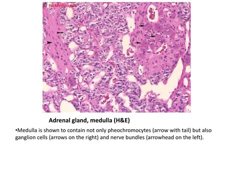 PPT - Histology of Adrenal Gland - Medulla PowerPoint Presentation, free download - ID:1948571