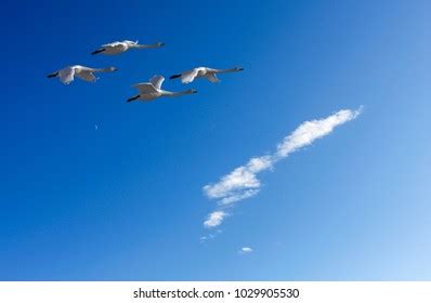 Tundra Swan Migration Oregon Merrill Lower Stock Photo (Edit Now ...