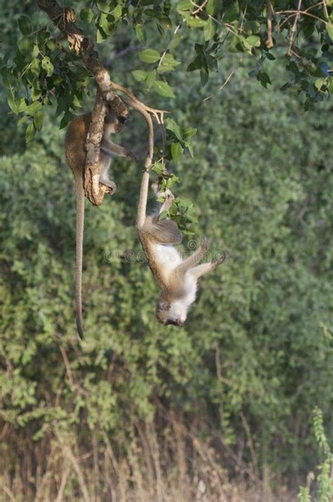 Vervet Monkey Doing Gymnastics. Stock Image - Image of gymnastics, park: 14303935