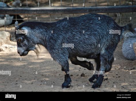 Small black pygmy goat Stock Photo - Alamy