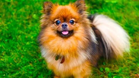 Pomchi- The Ultimate Owner's Guide That You Need To Watch!!! (Compilation Video) - YouTube