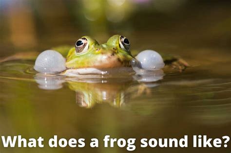 What Does A Frog Sound Like? [Secret Frog Sounds Mp3+Video]