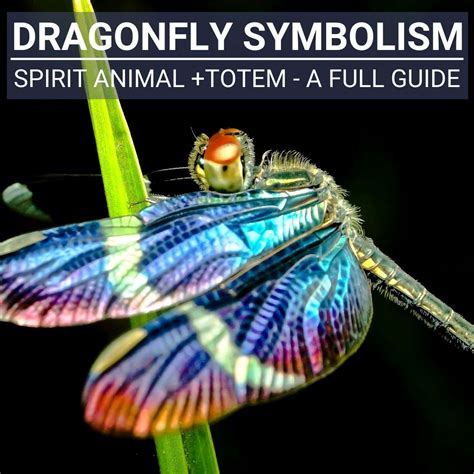 Dragonfly Symbolism - Spirit Animal +Totem - A Full Guide