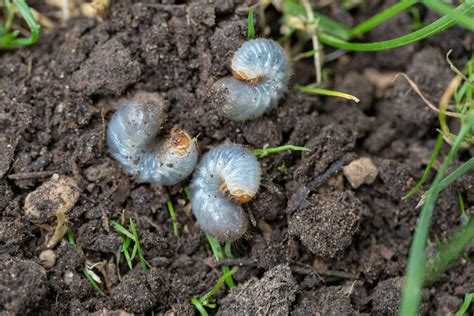 Signs of Grubs In Your Lawn & How To Get Rid of Them