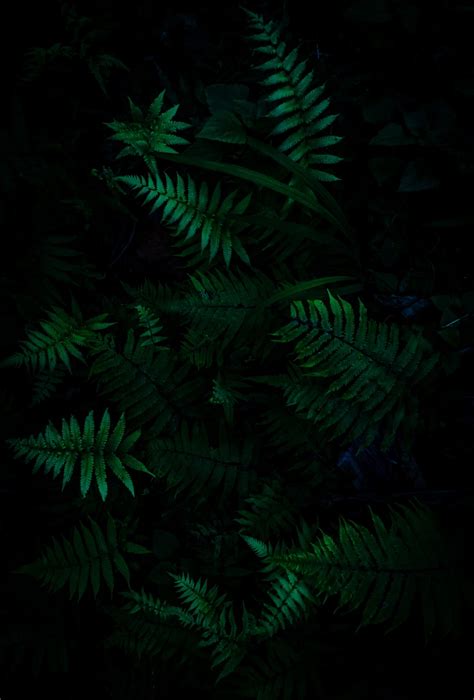 Dark Green Forest Wallpapers - Wallpaper Cave