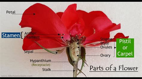 Parts Of A Flower And Their Functions Diagram | Best Flower Site