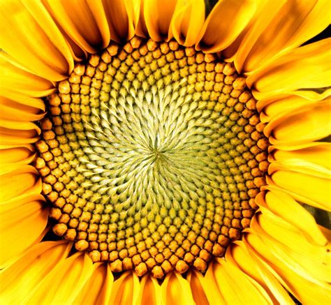 Parts Of The Sunflower - slideshare